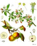  Paradise Apple ، Common Apple ، Apple Tree